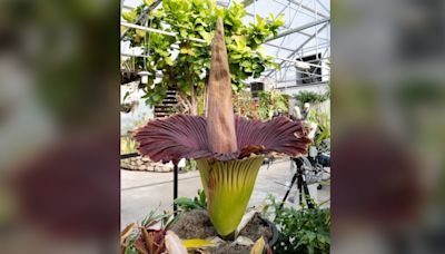 Photos: Corpse flower blooms at Colorado State University