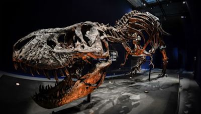 "Un spécimen extrêmement rare": des enfants américains découvrent les restes d'un jeune tyrannosaure