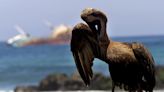 Há centenas de pelicanos doentes e encalhados na costa da Califórnia