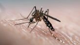 Six Diseases Mosquitoes Can Give to Humans