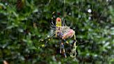 They're big. They're colorful. But Joro spiders aren't nightmare fodder