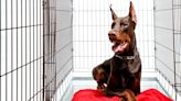 Foster Doberman 'Begs to Be Crated' with Sister and It's Just Too Cute