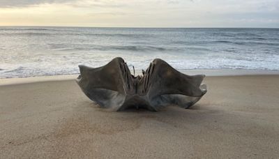 Whale skull washes up on Outer Banks’ Hatteras Island