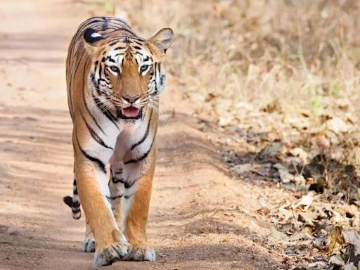 Maharashtra: Officials suspend 10 guides, safari services for blocking tiger in Tadoba Andhari reserve