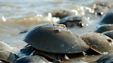 Thousands of dead crabs are washing up on Maryland shores after having their ‘blue blood’ harvested, suit says