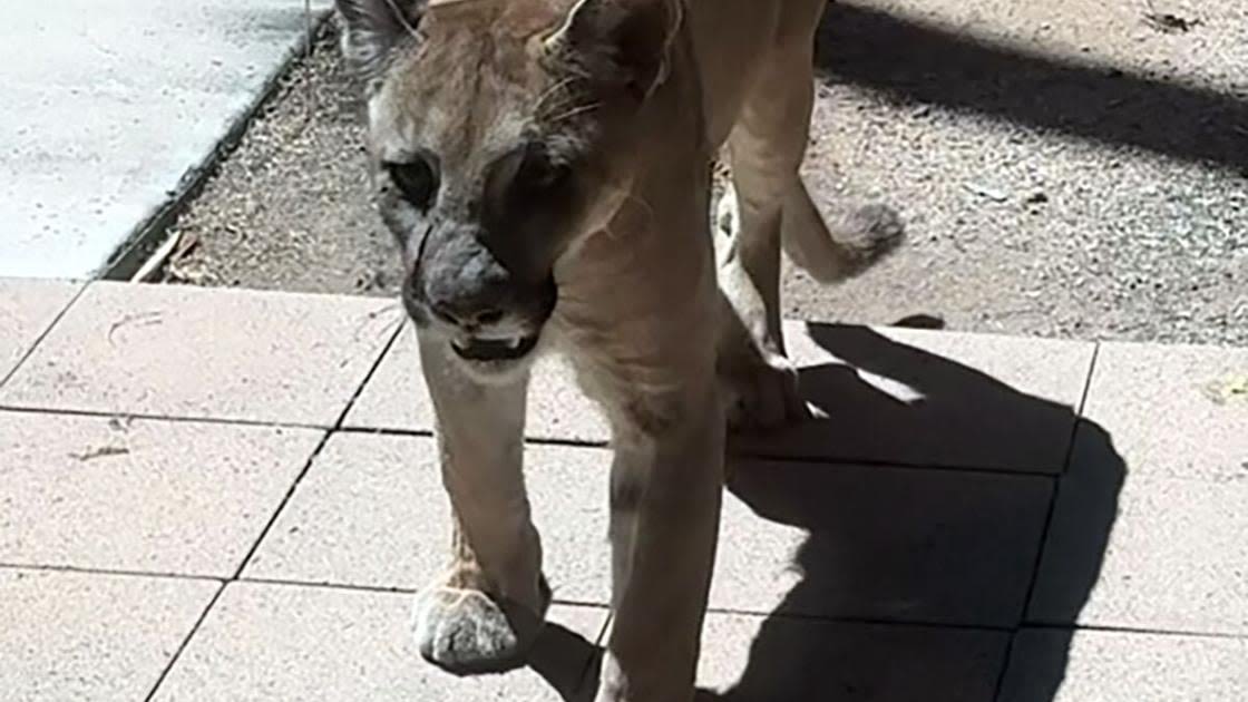 Mountain lion tranquilized, removed from Tucson Medical Center