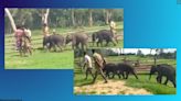 IAS officer shares video of baby elephants on morning walk in Tamil Nadu elephant camp
