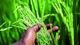Central government's 'Bharat Rice' Scheme Temporarily Suspended