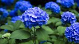 Gardening expert shares best solution to turn your pink hydrangeas blue