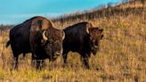 Oklahoma men accused of torturing, beheading pregnant buffalo