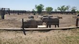 Fifth elephant at Kansas zoo is pregnant, babies expected to arrive in 2025