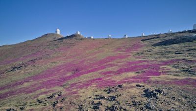 Earth's Driest Hot Desert Just Turned Purple In Rare Winter Bloom