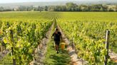 Britain’s biggest winemaker for sale as demand for English wine soars