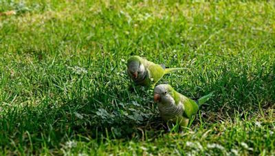 Parrot fever cases amid a 'mysterious' pneumonia outbreak in Argentina—what you need to know about psittacosis