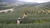 Sri Lanka's tea producers warn 70% wage hike will hit industry By Reuters