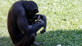 La desgarradora historia de Natalia: la chimpancé que lleva tres meses cuidando el cadáver de su bebé