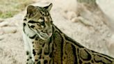 Denver Zoo’s 13-year-old clouded leopard euthanized after health decline