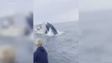 Whale capsizes boat, tosses passengers overboard into ocean in New Hampshire
