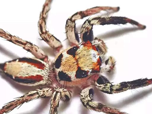 9 largest spiders in the world: Exploring the giants of the arachnid world | - Times of India