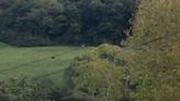 ‘Black panther’ filmed roaming Welsh countryside