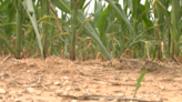 The possibility of a flash drought will affect farmer's crops