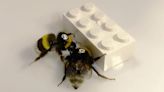 Scientists Taught Bees To Play With Legos