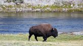 Man arrested after kicking bison at Yellowstone, incident was alcohol-related: Officials