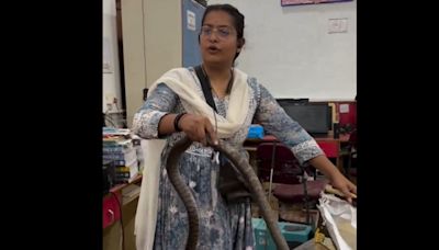 Viral: Fearless woman steps up to capture massive snake hiding in an office desk