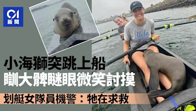 加州划艇練習遇小海獅跳上船瞇眼微笑討摸 檢查後驚現牠在求救