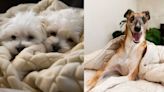 Esta es la razón por la que los perros rascan la cama, según psicóloga canina