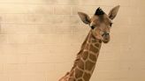 El Paso Zoo's giraffe, Gigi, gives birth to healthy male calf
