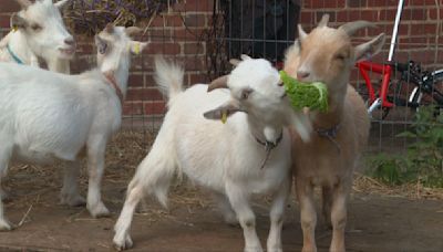 Woman told by Environment Agency pigmy goats on land by her house have to go | ITV News