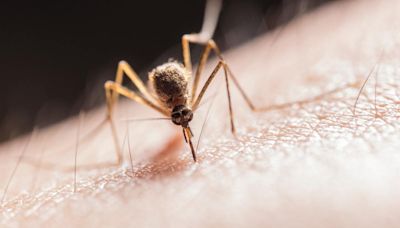 Alerta por auge de dengue en Nueva York y Nueva Jersey - El Diario NY
