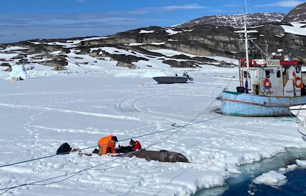 Greenland sharks delay death through never-changing metabolism: Study