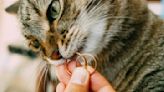 Cat makes the purr-fect ring bearer at couple's wedding