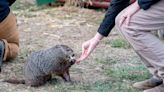 Groundhog Day: Yammy and Tater at Chimney Rock State Park make their winter predictions