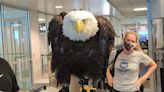 Why a bald eagle was seen traveling through a North Carolina airport this week