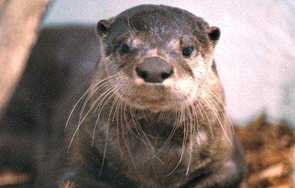 River otter drags young Washington state child underwater, attacks mother: officials