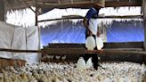 Indonesia approved to export frozen, chilled chicken to Singapore