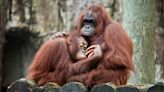 Baby orangutan born at Tampa's Busch Gardens via C-section is a rare feat