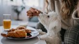 Feeding People Food to Dogs