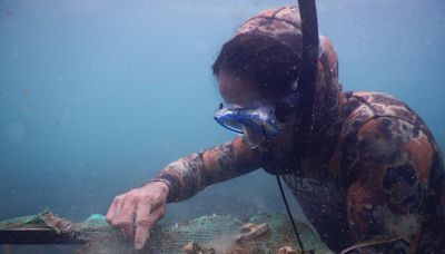 Unos 4.600 corales trasplantados en Galápagos para restaurar arrecifes que devastó El Niño