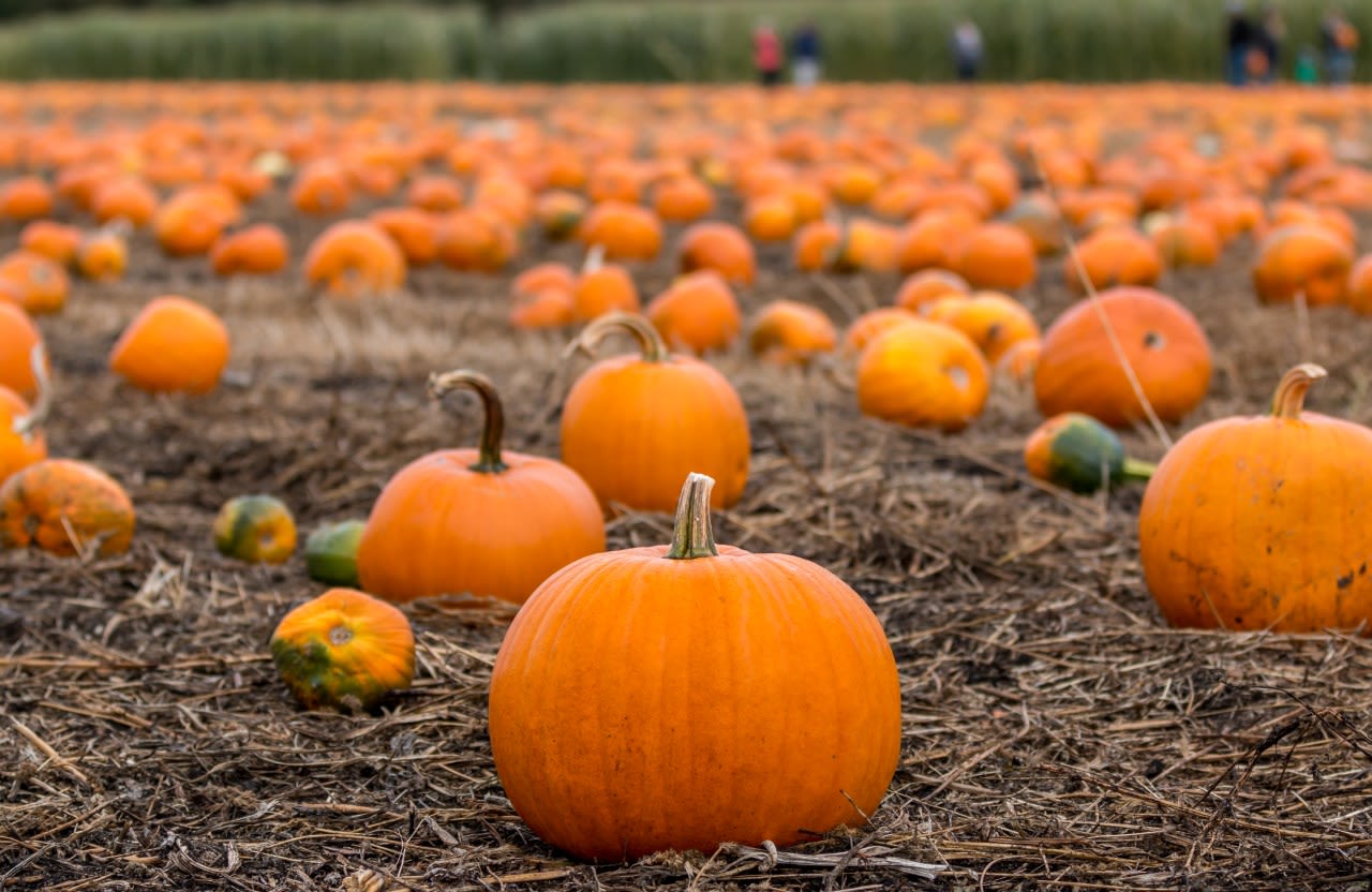 Local farms open for pumpkin picking, corn mazes