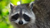 Raccoons, opossums, squirrels and bats like to enter SC homes in the winter. How to keep them out