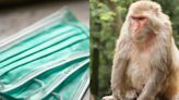 Primer hombre en ser contagiado por el virus mortal B por mordedura de mono