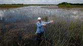 How healthy are the Everglades these days? 'Great progress', great challenges
