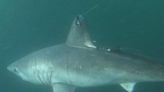 Large sharks hunting each other ‘may be more common than thought’