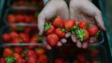 Wimbledon-Erdbeeren "perfekt" trotz feuchten Frühlings