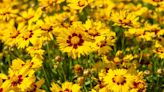 How to Grow and Care for Lance-Leaved Coreopsis (Coreopsis lanceolata)