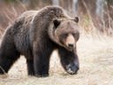 Canadian Cyclist Fights Off Grizzly Attack by Punching Bear in the Face